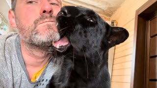 What is it like to live with a leopard? 😈 (ENG SUB)