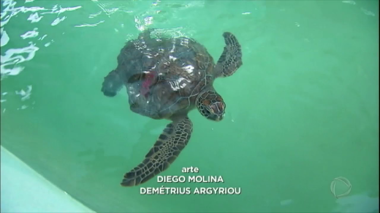 Série JR: veja como o plástico do lixo ameaça a vida dos animais marinhos