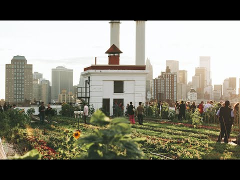 TOAST at Brooklyn Grange | A Rooftop Farm in New York