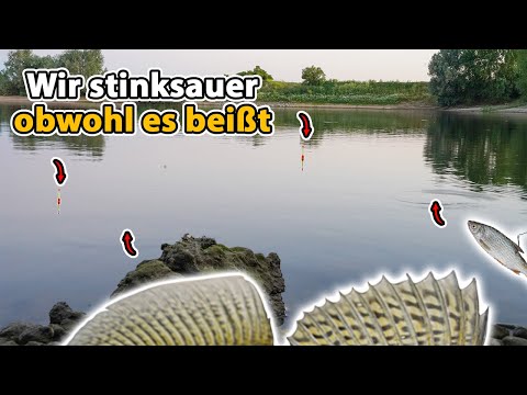 With baitfish at your feet for summer zander - but what happened?