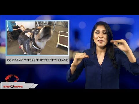 Company offers ‘fur’ternity leave (ASL - 8.23.18)