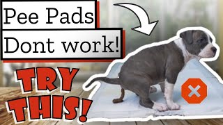 How to HOUSE BREAK a Pit bull Puppy! (Don