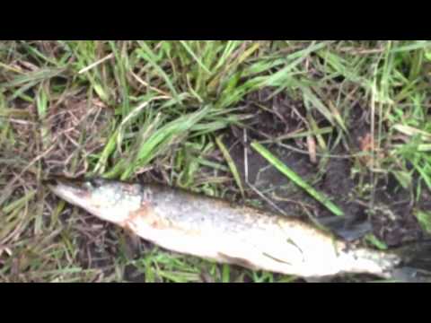 Gedde fiskeri i Guldbjerg mose (pike fishing in Guldbjerg mose)