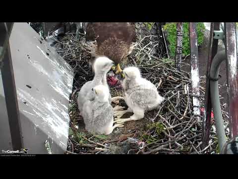 Tiny Talons Lined Up In A Row | Cornell Hawks – May 16, 2019