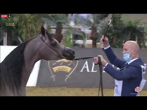 N 178 ROSE KAS   23rd Qatar National Arabian Horse Show   Yearling Fillies Class 3C