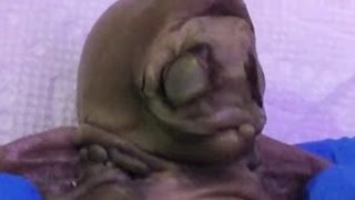 14 Unbelievable Creatures That Shouldn't Exist