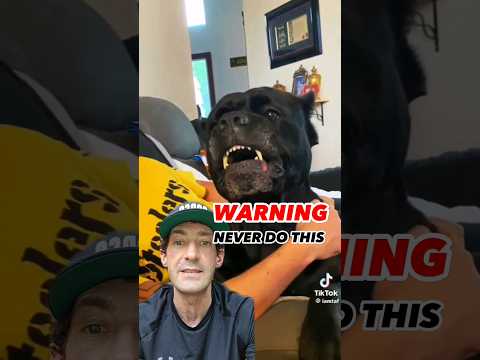 AGGRESSIVE Cane Corso Attacks Owner #shorts #canecorso #dogtraining #dog