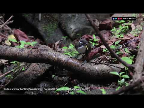 Šabľozob žltozobý (Pomatorhinus horsfieldii) — správanie, biotop a hlas