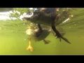 Amazing Ducklings Swimming Underwater View