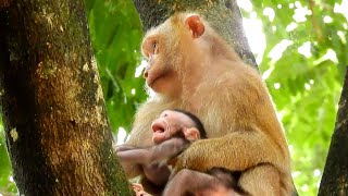 No sound video! New baby monkey cry a lot in hand kidnapper while mom can&#39;t help