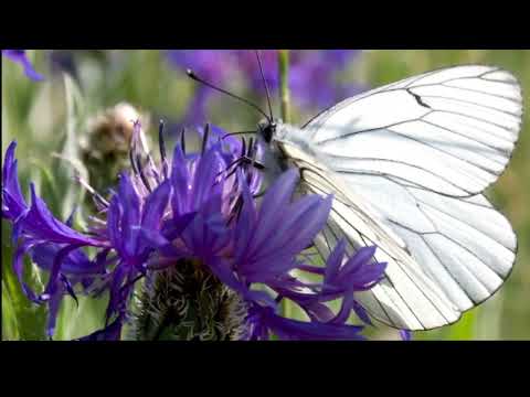 Opwekking 587 Ik was verloren