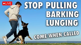 Loose leash walking, come when called, barking and lunging aka reactivity - LIVE