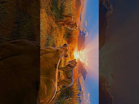 MUFASA |THE LION KING|#disneyplus #mufasa #yt #trending #thelionking #movie #familyfun #nature
