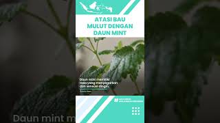 Bau Mulut Tak Sedap akibat Asam Lambung Naik Bisa Dihilangkan dengan Daun Mint, Ini Manfaatnya