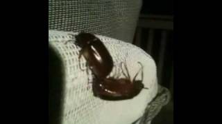 June Bugs Mating