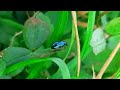 Bug Nature Video By Nature In 10 Second Trending