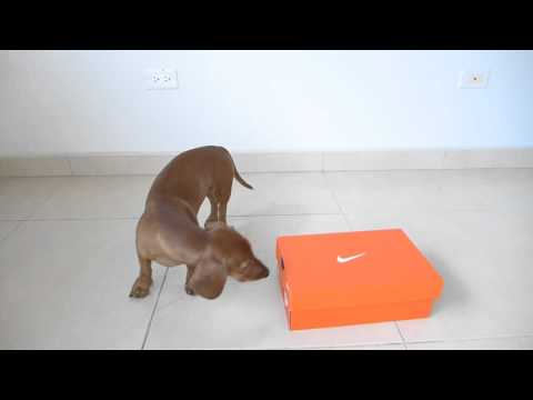 SHAPING - Clicker Training With A Box