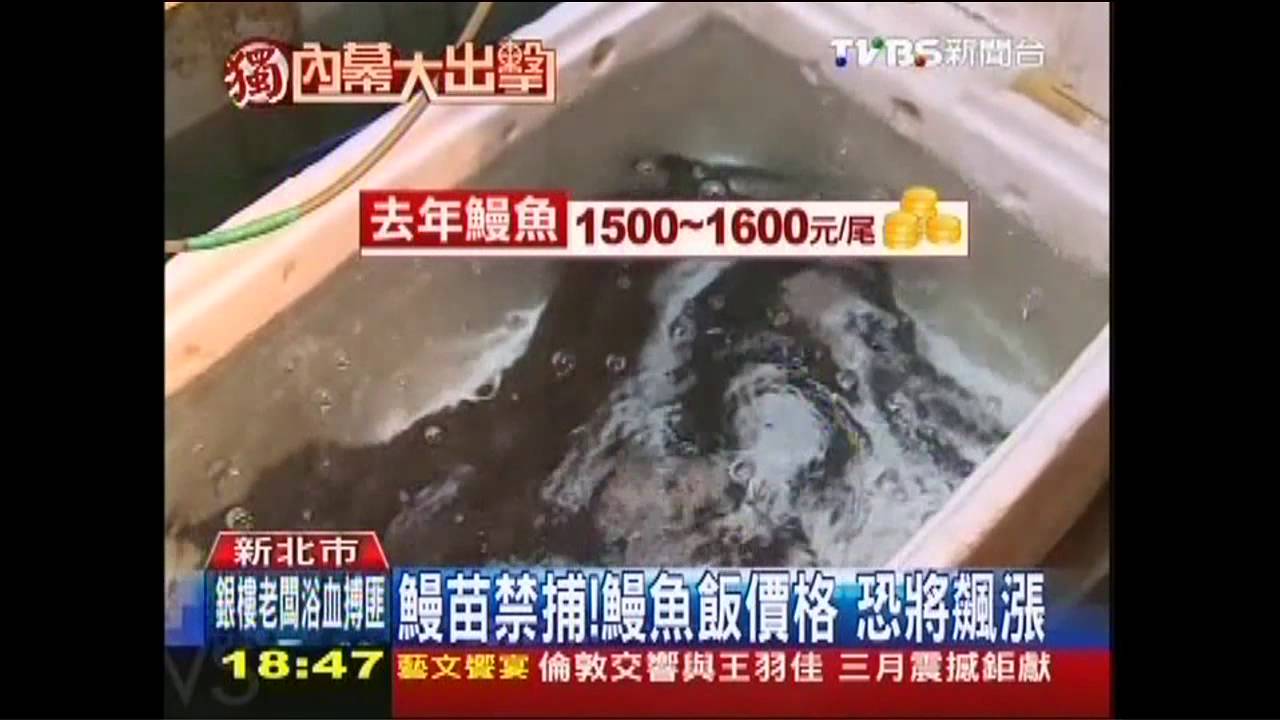 〈獨家〉鰻苗禁捕！　鰻魚飯價格恐將飆漲