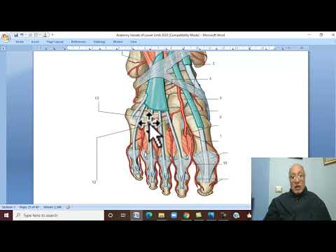 Musculo-skeletal Module ,Anatomy of Lower Limb in Arabic 31 ( Dorsalis Pedis artery  )