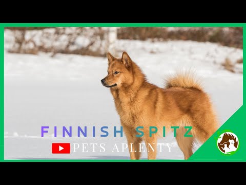 Discovering the Finnish Spitz | Nature's Barkers