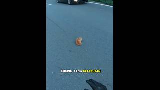 Download lagu They managed to save a tiny kitten that was in the middle of the road🥺❤️ mp3