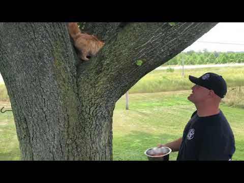 How to get a cat out of a tree