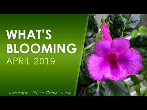 What's Blooming - April 2019 (Flowers galore!)