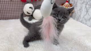 ブリティッシュショートヘアの動画01