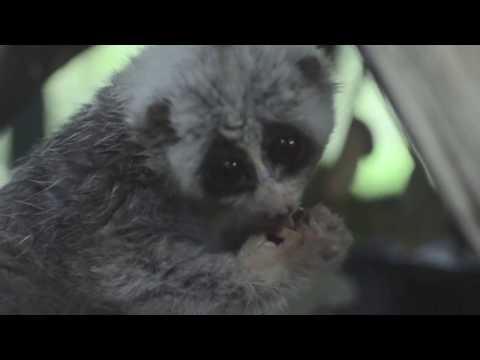 Laos Wildlife Sanctuary