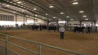Umatilla County Fair 2026 - 4-H/FFA Beef Showmanship