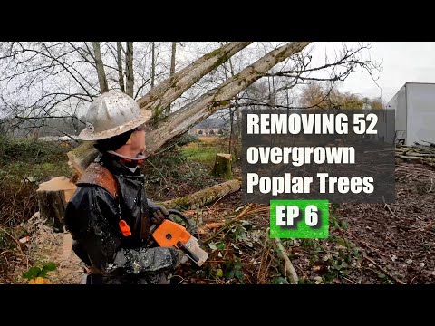 Video: Tree Removal Algona, WA