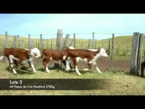 Lote 60 Piezas de cría Hereford 370kg -  en Establecimiento las Delicias - Paraje la Bolsa, ruta 30 km 176. entra al sur 8 km.