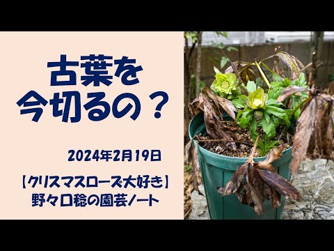 園芸 ニュージーランドのクリスマスツリー、ポフツカワ