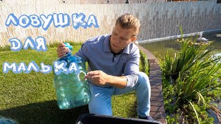 Как поймать мальков в пруду