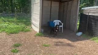Video preview image #1 Golden Retriever-Great Dane Mix Puppy For Sale in Rustburg, VA, USA