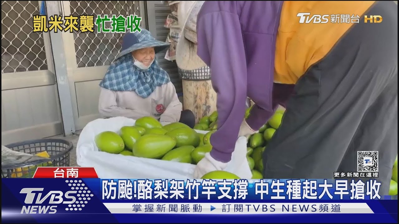 果農防颱!台南大內酪梨架竹竿支撐 花蓮瓜農憂心