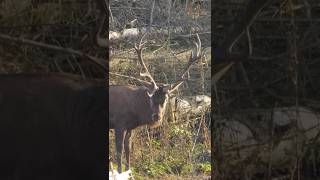 Perfekter Abschusshirsch? #hirsch #rotwild