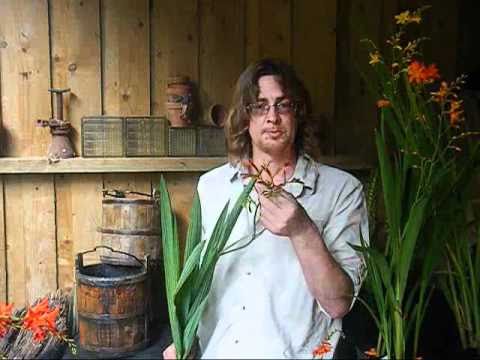 download lagu mp3 mp4 Crocosmia, download lagu Crocosmia gratis, unduh video klip Crocosmia