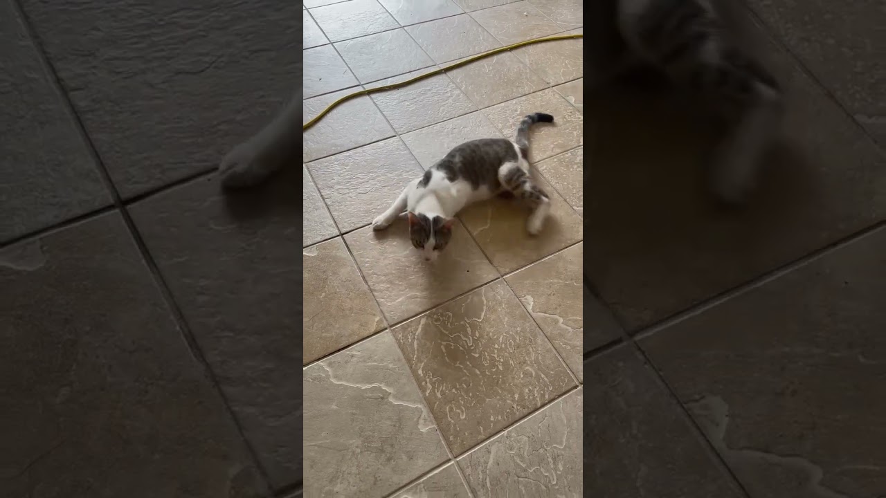 Enlarge Otter, a Adoptable Domestic Short Hair in Green Forest, AR video 3/3