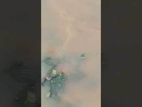 Chuvas intensas em jussara Bahia