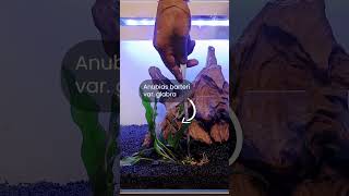 Download lagu Planting Anubias #aquarium #anubias #aquascaping #fishtank #aquascape #plants #amudhaquascapes mp3