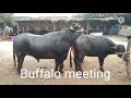 Buffalo Meeting And Cow