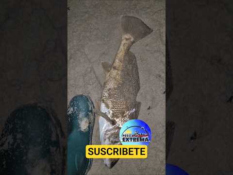 Pescando corvinas en las toscas