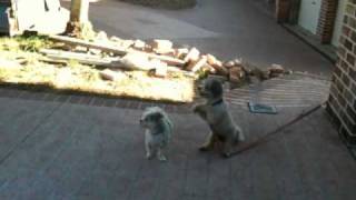 Download lagu The Praying Dog mp3 Download lagu The Praying Dog mp3