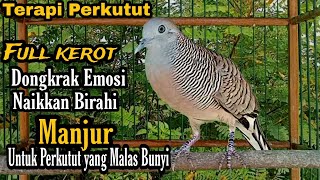 Download lagu Perkutut lokal gacor Full kerot Terapi perkutut Dongkrak emosi Naikkan birahi Terbukti Manjur mp3 Download lagu Perkutut lokal gacor Full kerot Terapi perkutut Dongkrak emosi Naikkan birahi Terbukti Manjur mp3