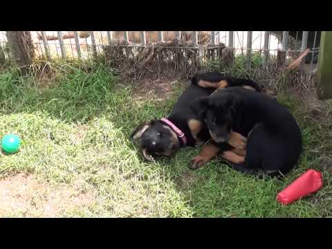 Les Chansons de L'Esprit d'Hamrik