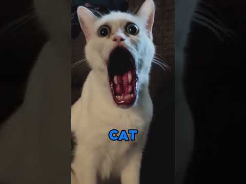 SKINWALKERS Disguised As Animals PART-2 #scary #skinwalker #facts #weirdanimals #dog #cat #monkey