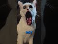 SKINWALKERS Disguised As Animals PART 2 Scary Skinwalker Facts Weirdanimals Dog Cat Monkey