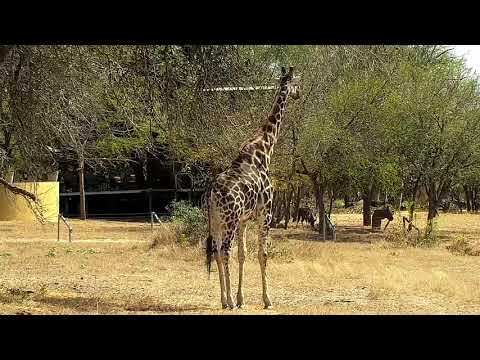 Djuma: Lone Giraffe male drinks at the pan - 11:19 - 08/08/21