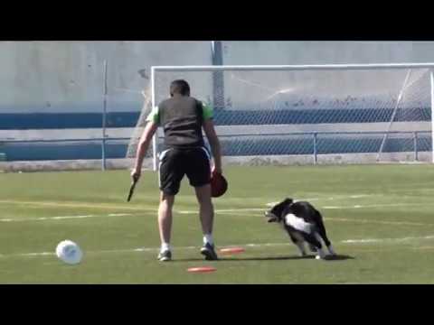 Alldogs Disc Dog Cup-UFO Major Qualifier Portugal-CIPRIAN SANCHEZ SOLANO & MARLEY